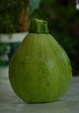 植物區(qū)系,野生,南瓜