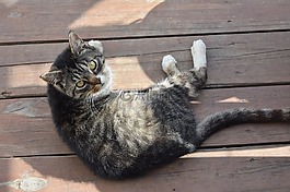 猫,猫的,可爱