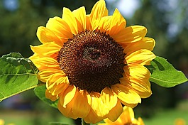 太陽(yáng)花,黃色,開花