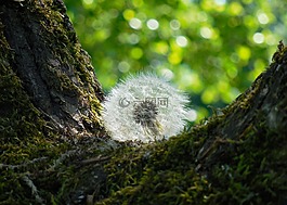 蒲公英褪色,起毛,樹