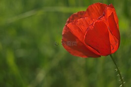 郁金香,紅色,花卉