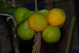 植物區(qū)系,野生,橘子