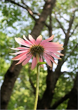 花,coneflower,松果菊