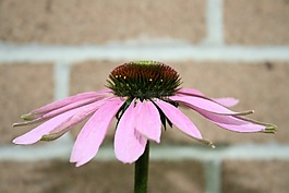 花,coneflower,松果菊