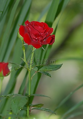 紅玫瑰,野生,鮮花