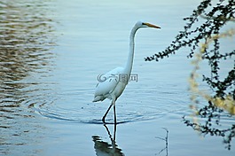 大白鷺,鳥,水