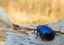 藍色甲蟲,宏,樹
