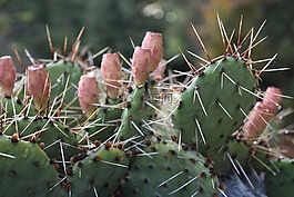 仙人掌,植物,多汁