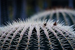 仙人掌,带刺,植物