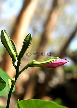 鮮花,wildfowers,自然