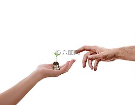 手,孤立,植物