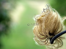 鐵線蓮,種子,花