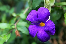 花,植物區(qū)系,美麗