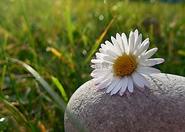 雛菊,石,草