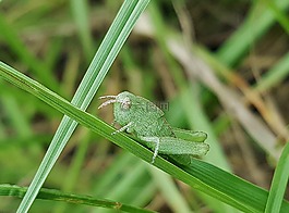 蝗虫,女神,greenstriped蚂蚱