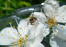 蜜蜂,花卉,春天