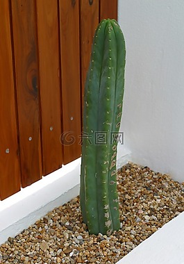 仙人掌,植物,體系結構