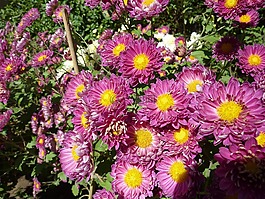 鮮花,crisanthamus,花的