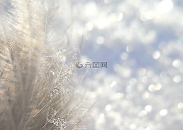 冬天,雪,背景虛化