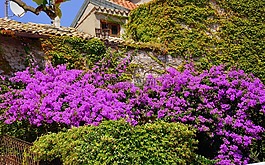 布魯姆,墻,鮮花
