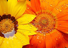 gazánie,花卉,水滴