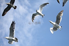 海鷗,海鳥,新增功能
