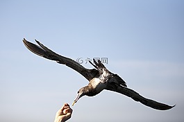海鷗,海鳥,新增功能