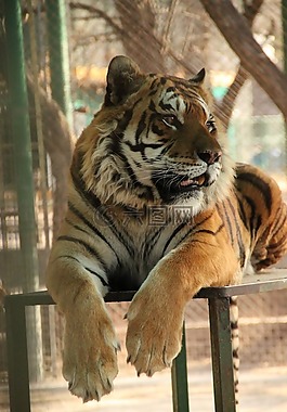 虎,動物園,野生