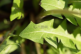 蒲公英,鮮花,植物