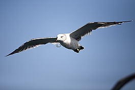 海鷗,海鳥,新增功能