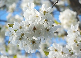 櫻花,春天,白