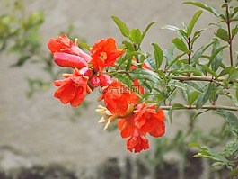 花卉,紅色,石榴