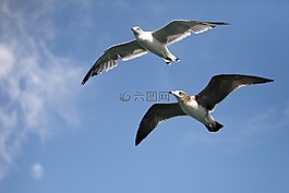 海鷗,海鳥,新增功能