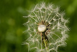 蒲公英,種子,開花