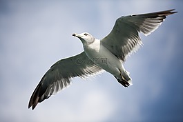 海鷗,海鳥,新增功能