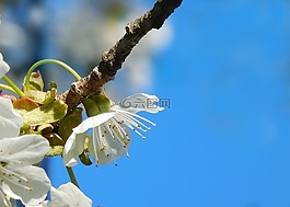 白色的花,櫻桃,春天