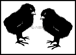小雞,鳥,雞