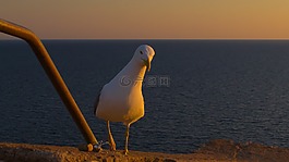 海鷗,好奇,查看