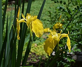 对黄色的光圈,沼泽虹膜,花