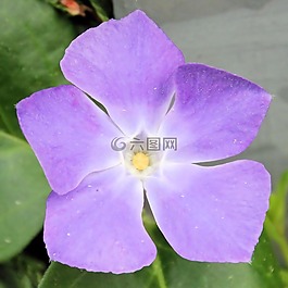 開花,紫,花