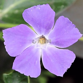 開(kāi)花,紫,花