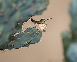 鳥,仙人掌,植物
