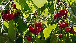 櫻桃,紅色,綠色