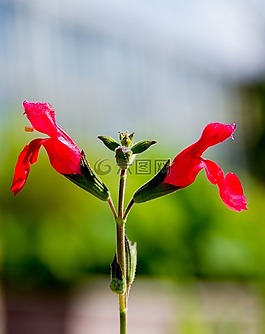 花,植物,紅色
