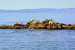 岛,海鸥,湖