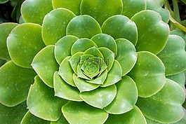 石蓮,多肉植物,綠色