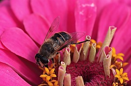 開花,花蜜,蜜蜂