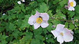 花卉,蜜蜂,昆蟲