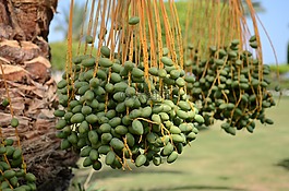 帕爾馬,綠色,花園