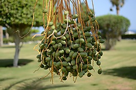 帕爾馬,綠色,花園